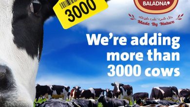 Towards a milk-surplus Qatar: Baladna’s cargo of 3200 Holstein cows arrives in Hamad Port <br/> وصول 3200 بقرة إلى ميناء حمد قادمة من أمريكا