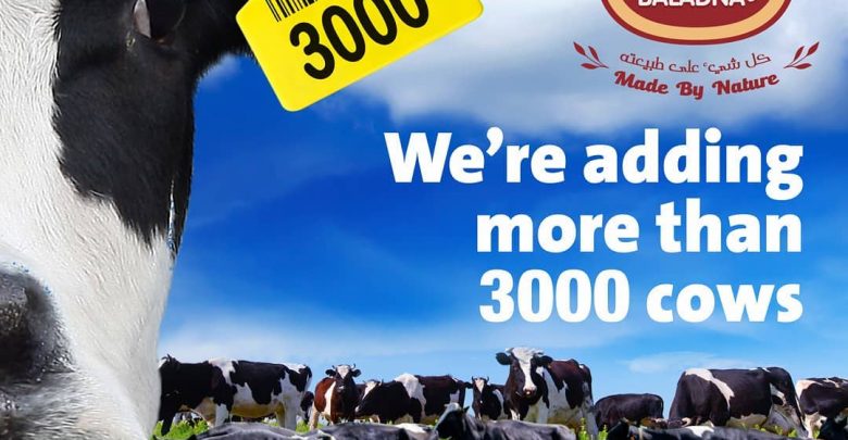 Towards a milk-surplus Qatar: Baladna’s cargo of 3200 Holstein cows arrives in Hamad Port <br/> وصول 3200 بقرة إلى ميناء حمد قادمة من أمريكا
