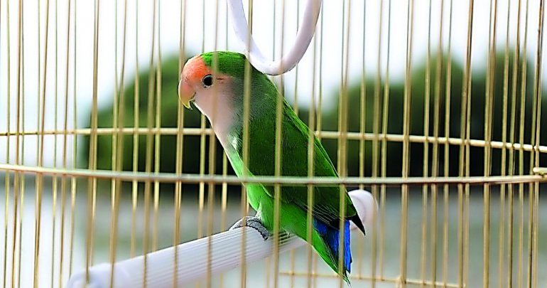 Rescued parrot released at Al Khor Park