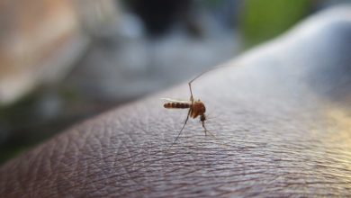 HMC cautions residents travelling to known malaria-endemic regions