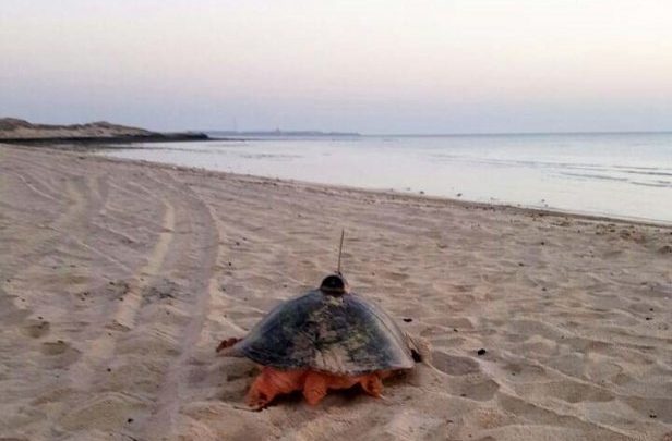Fuwairit Beach closed to protect hawksbill turtles