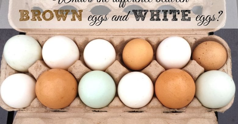 Brown Eggs vs White Eggs: What's the Difference?