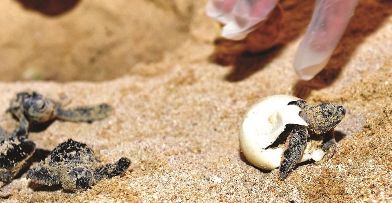 Expectations in record numbers for the season hatchling turtles