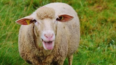 Sale of subsidised sheep for Eid al-Adha begins