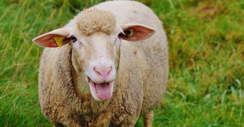 Sale of subsidised sheep for Eid al-Adha begins