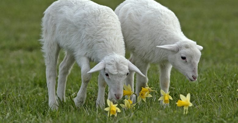 MEC provide 12,500 heads subsidised sheep to Qataris ahead of Eid al-Adha