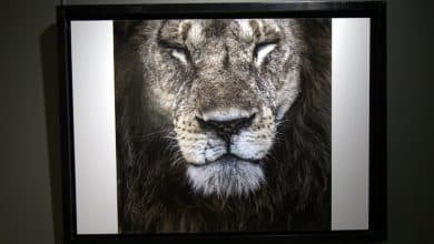 Qatari lensman's pictures on show at 'African Safari' exhibition