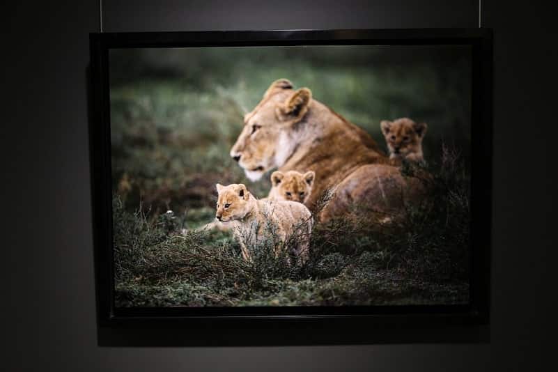 Qatari lensman's pictures on show at 'African Safari' exhibition