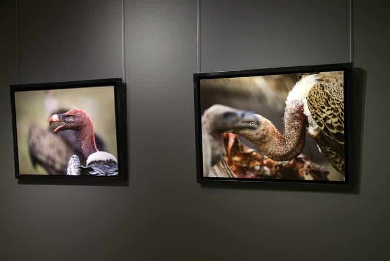 Qatari lensman's pictures on show at 'African Safari' exhibition