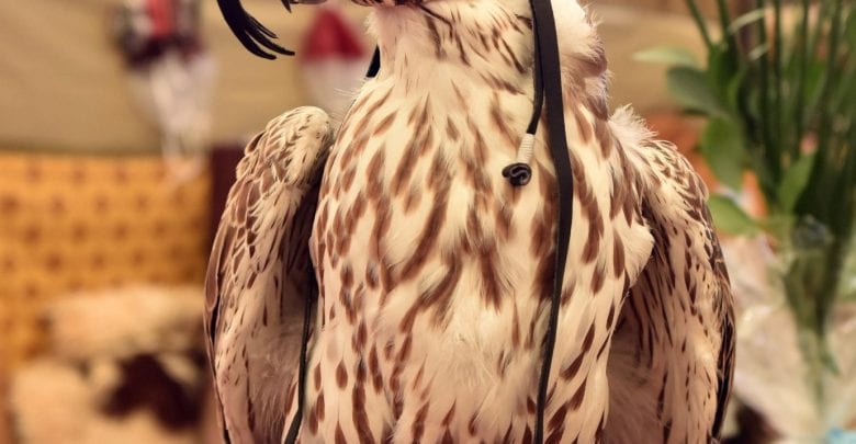 Over 116,400 people flock to Katara falcons exhibition