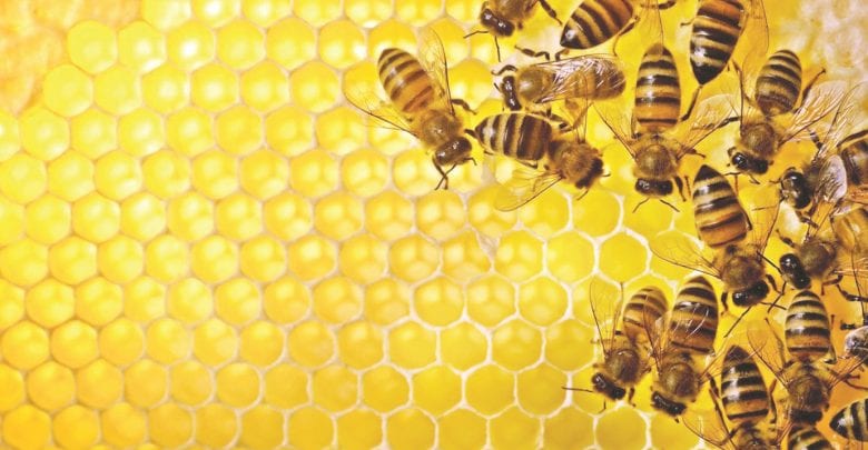 Bee venom may be effective in treating eczema