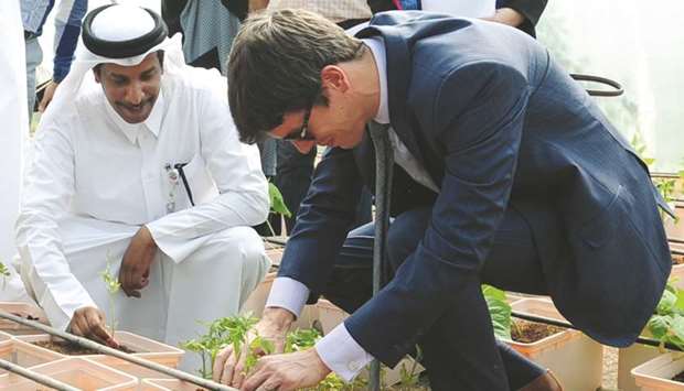 French embassy, Al Wakrah Municipality hold tree-planting activity for third year