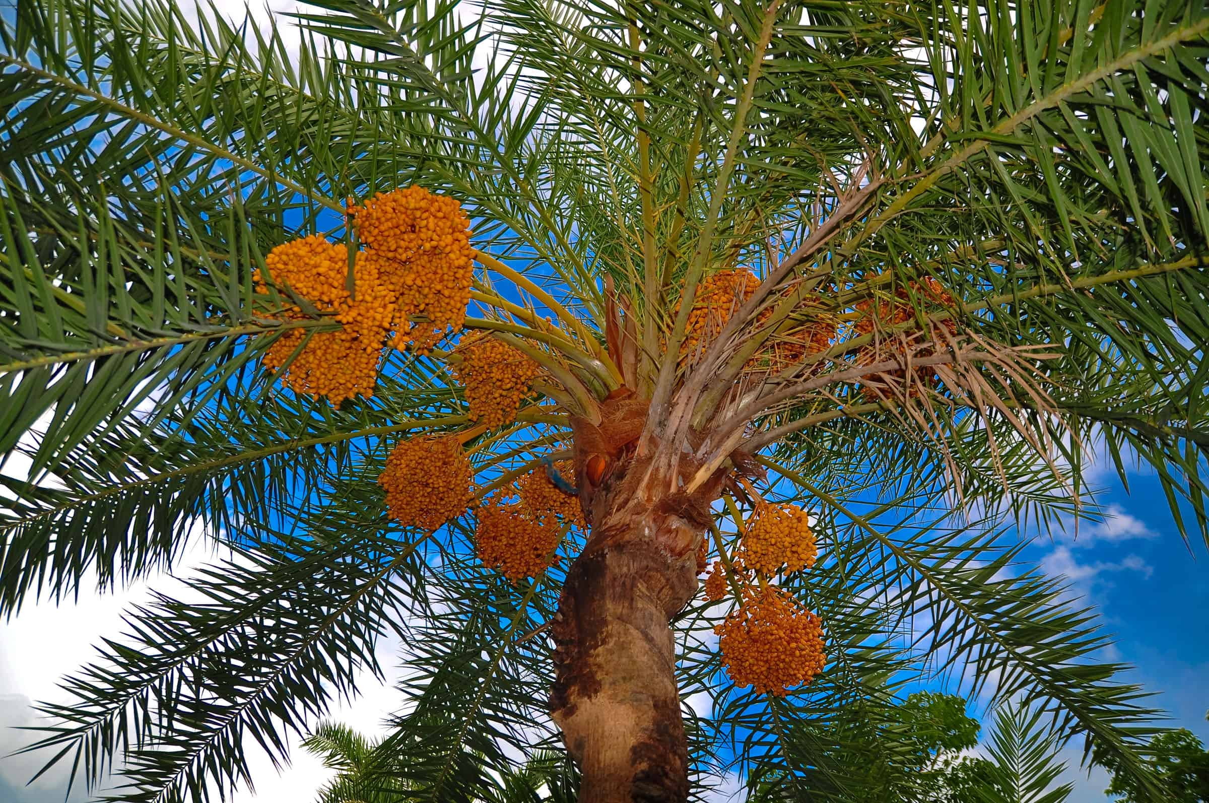 Date Palm Tree Meaning In English