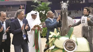 Al Shaqab horses land four gold medals in Morocco