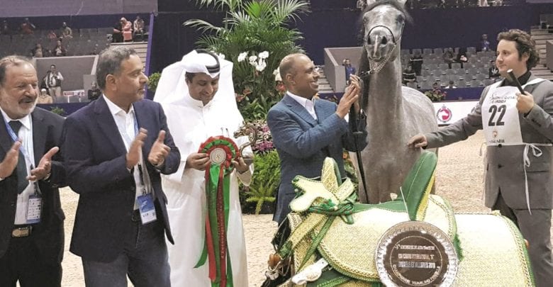 Al Shaqab horses land four gold medals in Morocco
