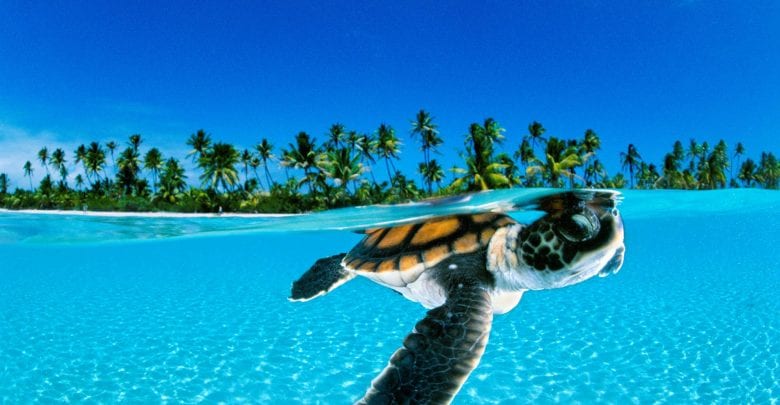 Patrolling teams at beaches to protect sea turtles