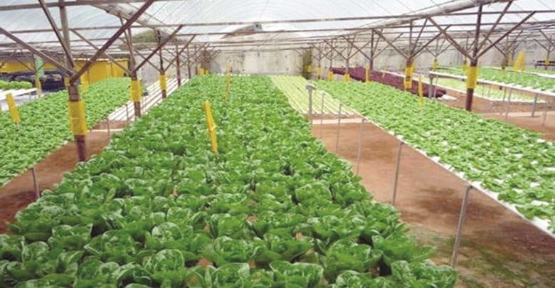 34 new modern projects for vegetable production