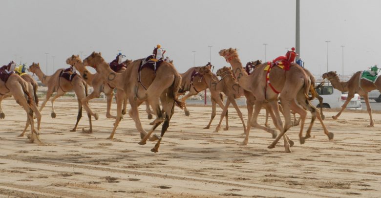 Amir attends local and pure Arabian camels race