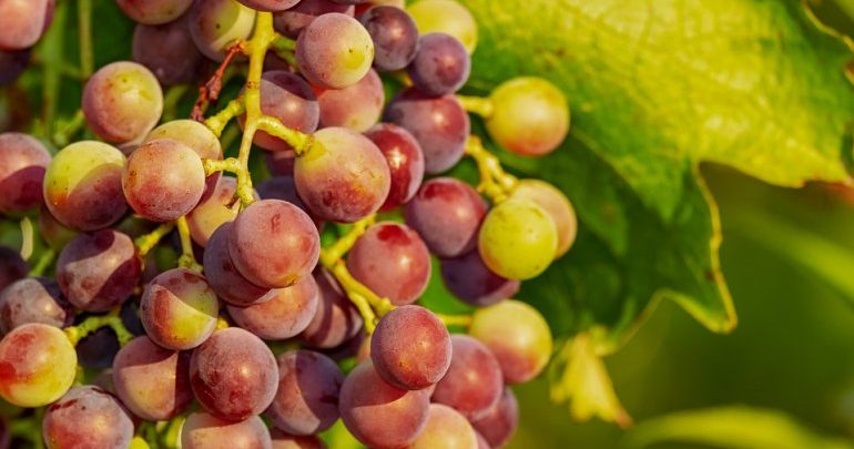 Ministry of Public Health confirms safety of grapes from Peru