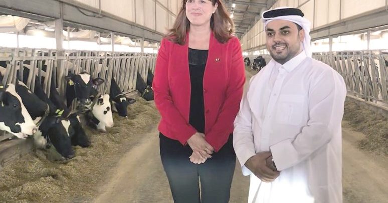 Fresh shipment of Canadian dairy heifers delivered to Baladna