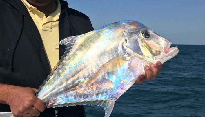 Mystery fish photo goes viral on Qatar social media