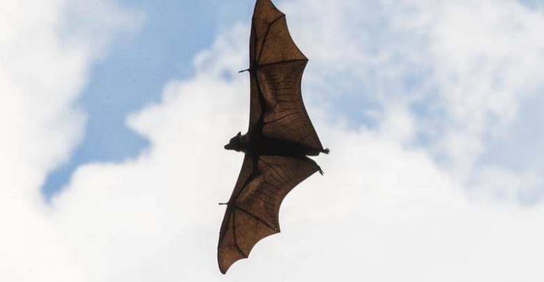 Deadly Ebola virus found in bat in Liberia