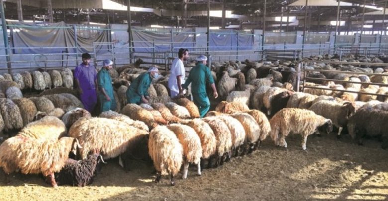 Initiative to promote local production and subsidised sheep meat prices