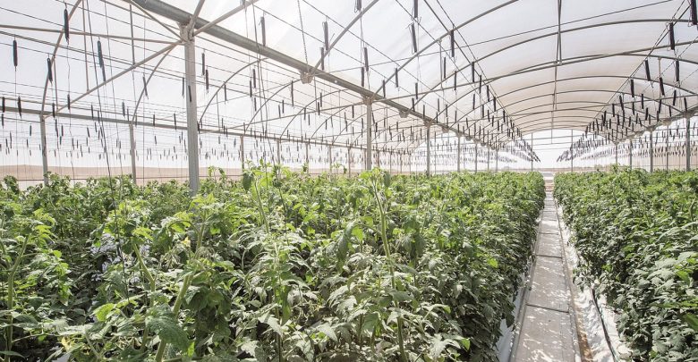 Hydroponic Trial and Demonstration Center opens in Al Khor