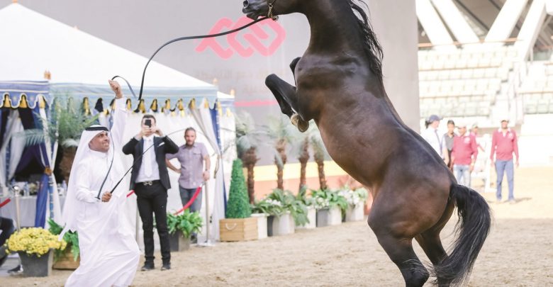 Qatar International Arabian Horse Beauty Foundation Launches Today