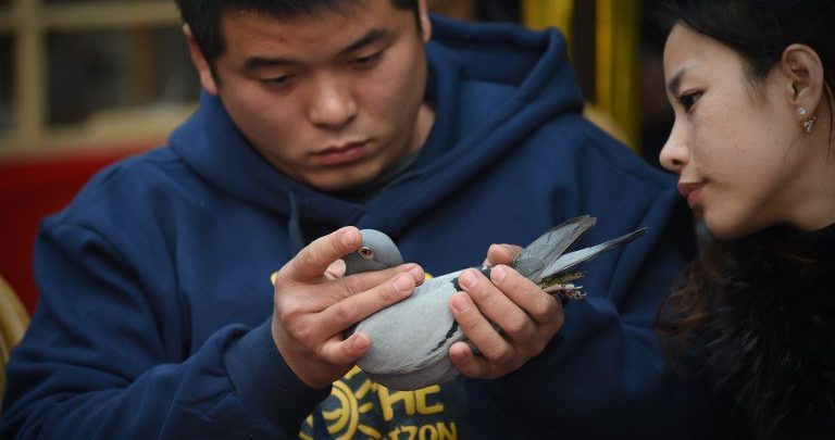 Chinese man buys a pigeon with 1.25 million euros