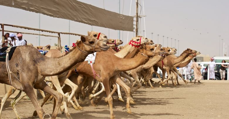 Camel Racing Festival for Sword of H H the Amir begins today