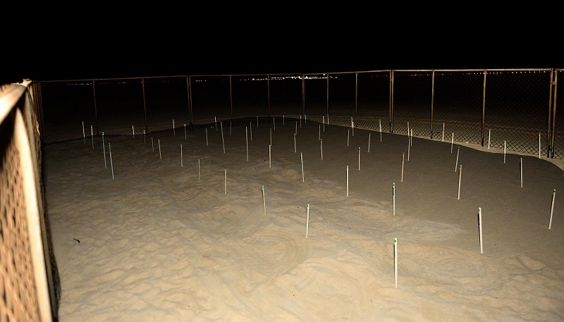 Fuwairit Beach closed till August for turtle nesting season