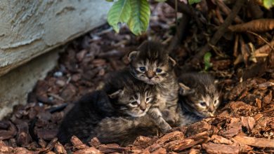 Australia is trying to kill millions of stray cats by airdropping poisoned sausages