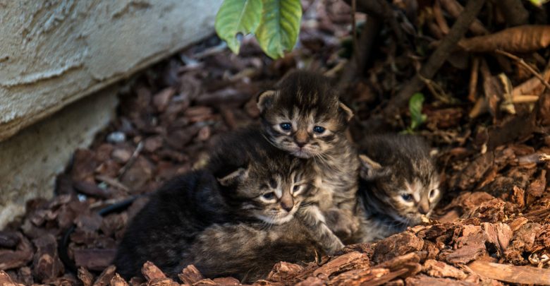Australia is trying to kill millions of stray cats by airdropping poisoned sausages