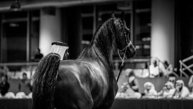 AlShaqab’s Arabian beauty horses in Menton, France