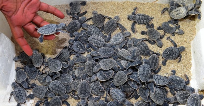 MME organizes an awareness campaign for turtle hatchery season