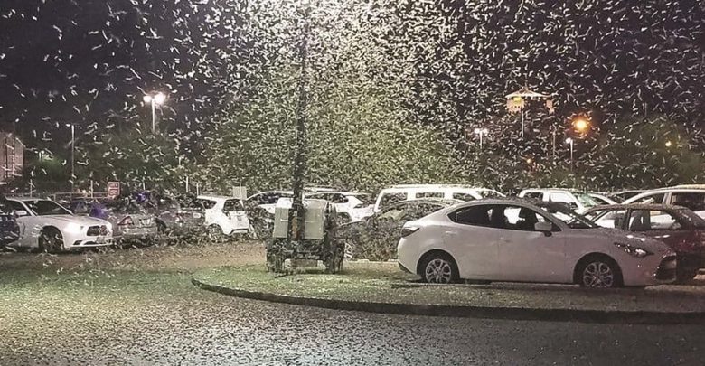 Hordes of grasshoppers have invaded Las Vegas