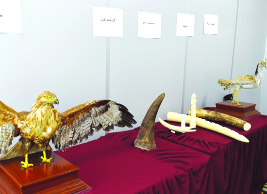 Qatari efforts to protect endangered species