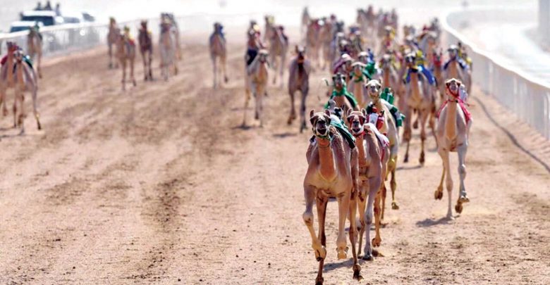 Camel racing organising panel announces rules for new season