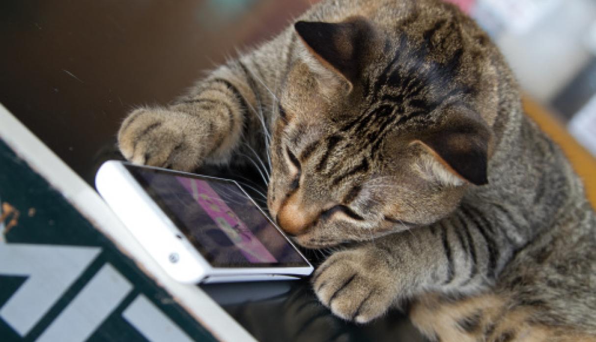 Cats Caught in the Act Trying to Open Phones (Photos)