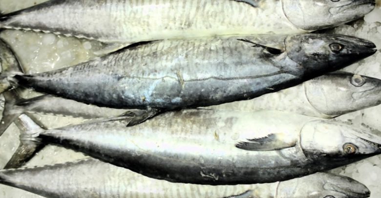 Ban on fishing King Fish from August 15