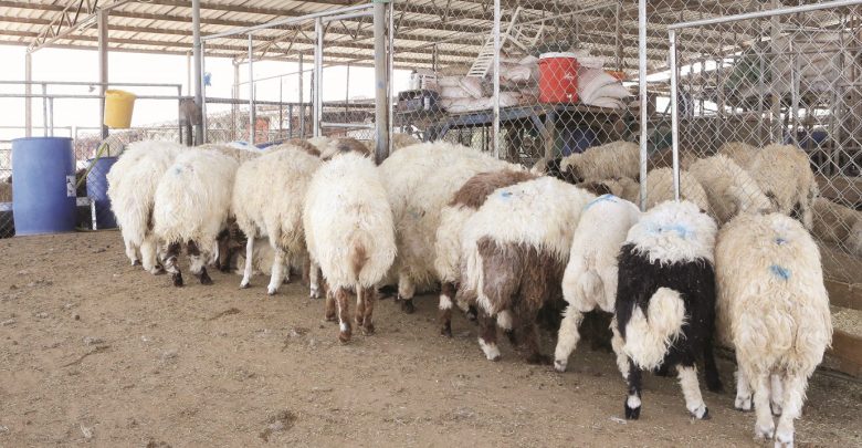 Sale of subsidised sheep for Eid Al Adha starts on Sunday