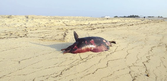 Dead dolphin removed from Al Garya beach