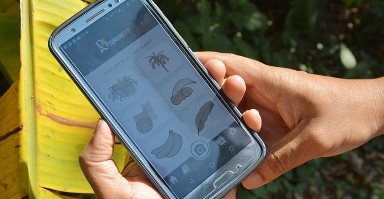 AI mobile app to tackle banana disease and pest outbreaks