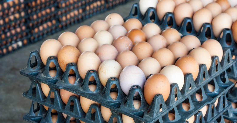 MME introduces owners of farms to localization of egg production