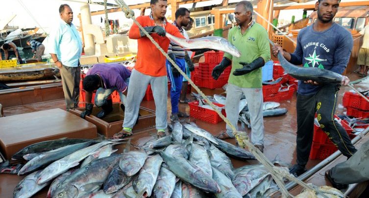 Ministry to issue daily price bulletin for fish