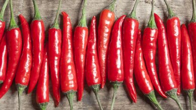 Excessive consumption of chilli affects cognitive ability