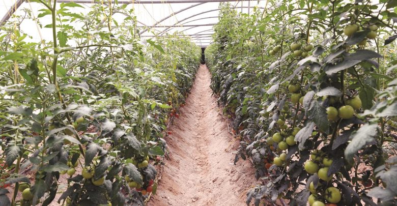 Khayr Qatarna greenhouses installed at three QF schools