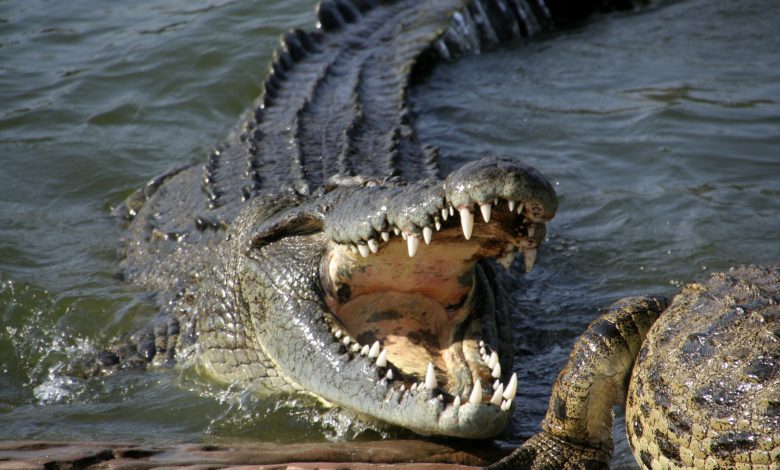 Little girl wrestles large crocodile and gouges its eyes to rescue friend