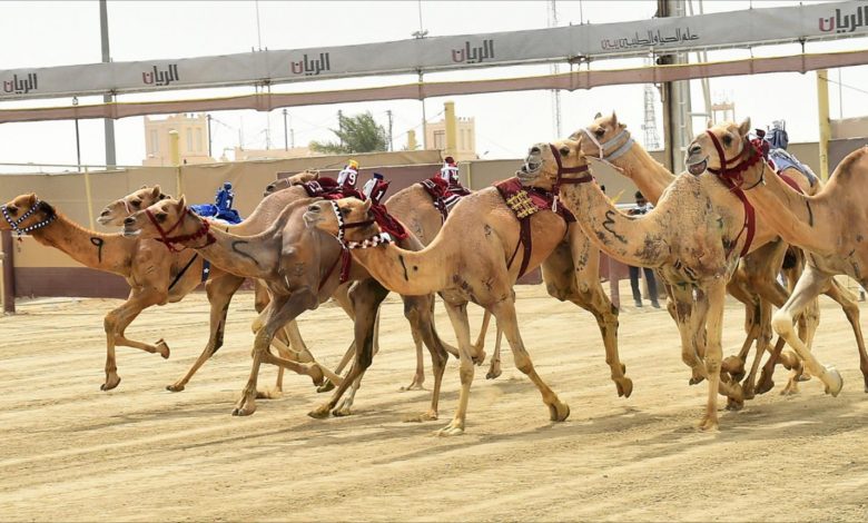 H H the Father Amir Camel Festival to begin on January 18